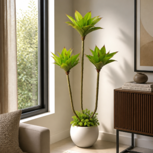 Dracaena or a Yucca