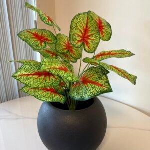 Caladium Ornamental Plant