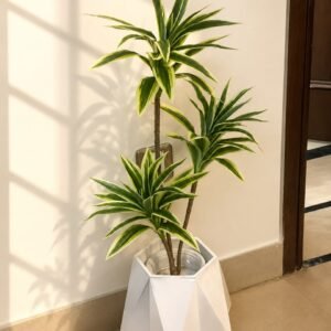 Potted Dracaena Plant in a Geometric White Planter
